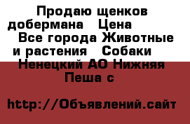 Продаю щенков добермана › Цена ­ 45 000 - Все города Животные и растения » Собаки   . Ненецкий АО,Нижняя Пеша с.